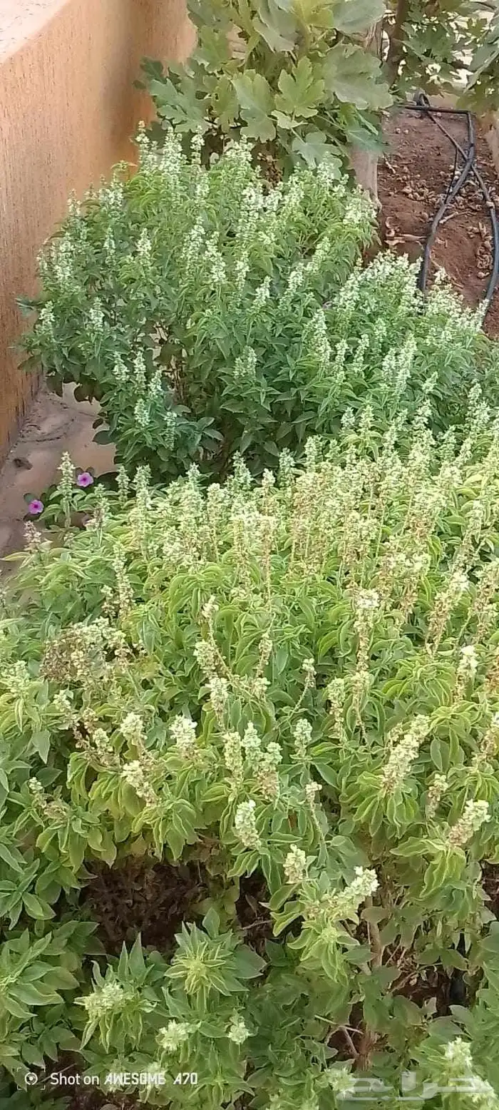 تنسيق حدائق 6