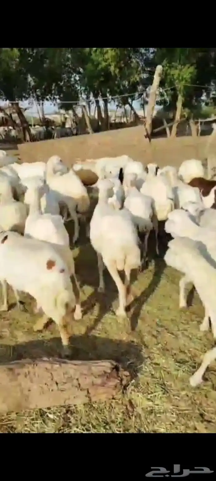 ضان رفيديات مناتيج العدد 50 تبع 50 من البهم مراح واحد شرط 0