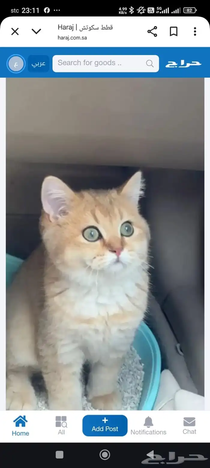 قططط 0