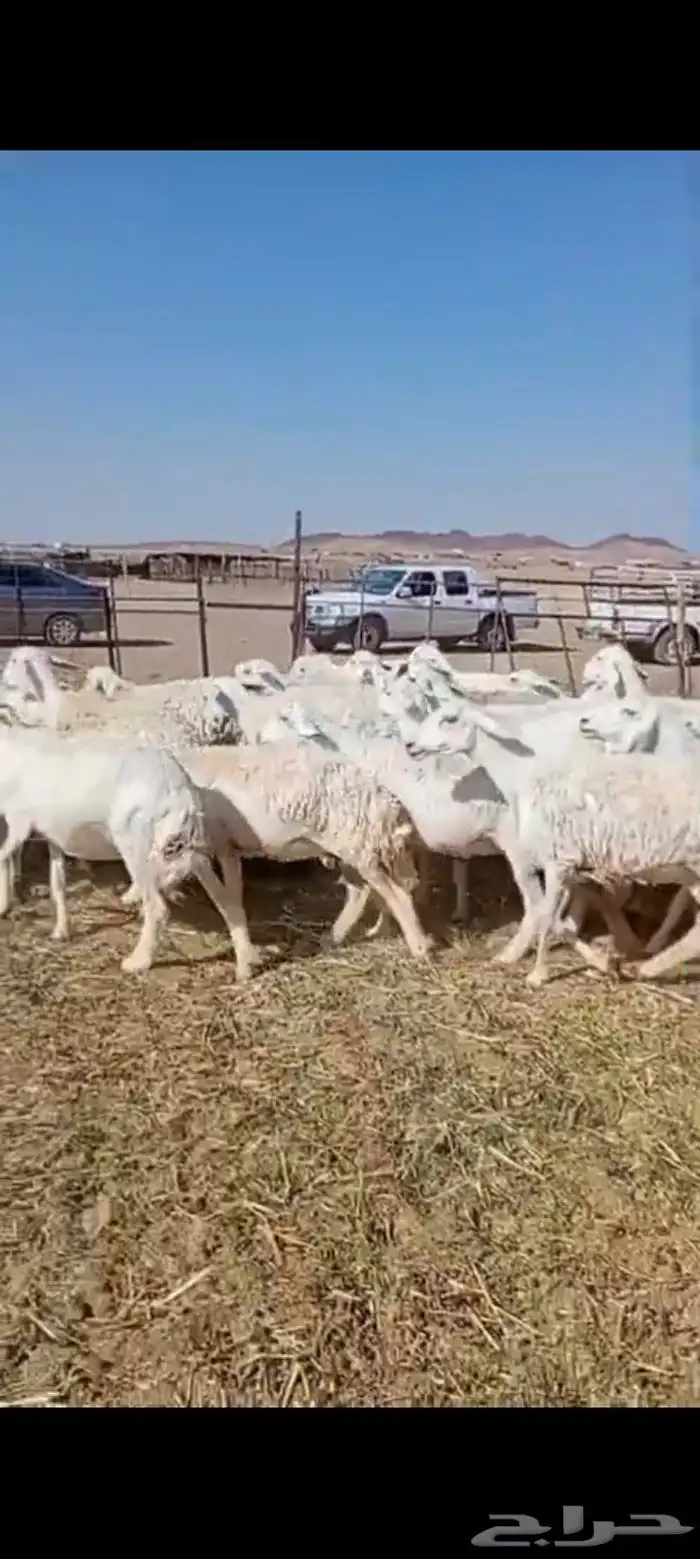 غنم حرش عدد 41 معها 40 بالفحل وعيالها ذبايح 1