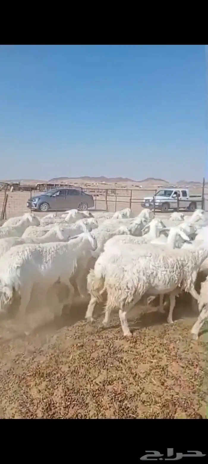 غنم حرش عدد 41 معها 40 بالفحل وعيالها ذبايح 3