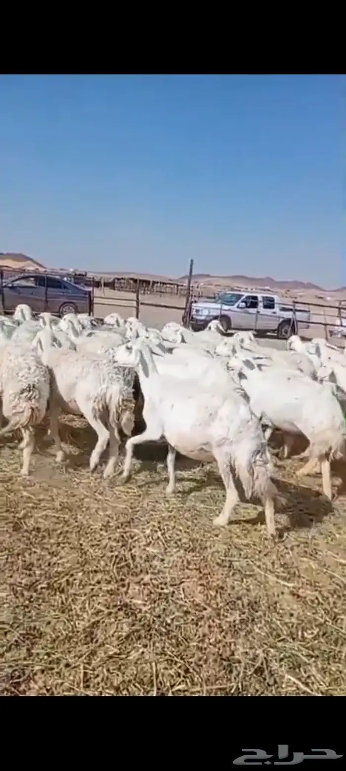غنم حرش عدد 41 معها 40 بالفحل وعيالها ذبايح 0