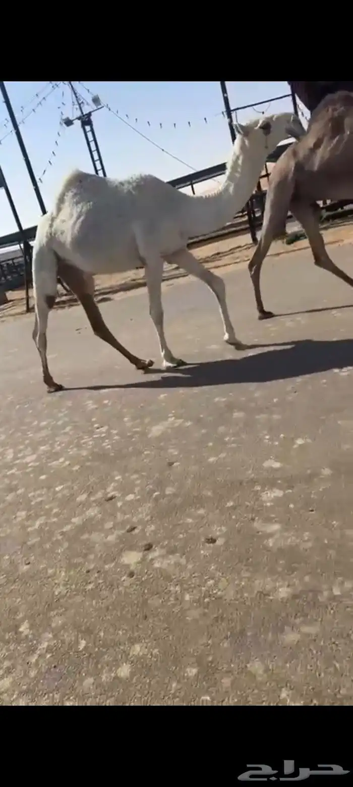 يكره لقيه على بعير ابن دلمخ عليها 18 0