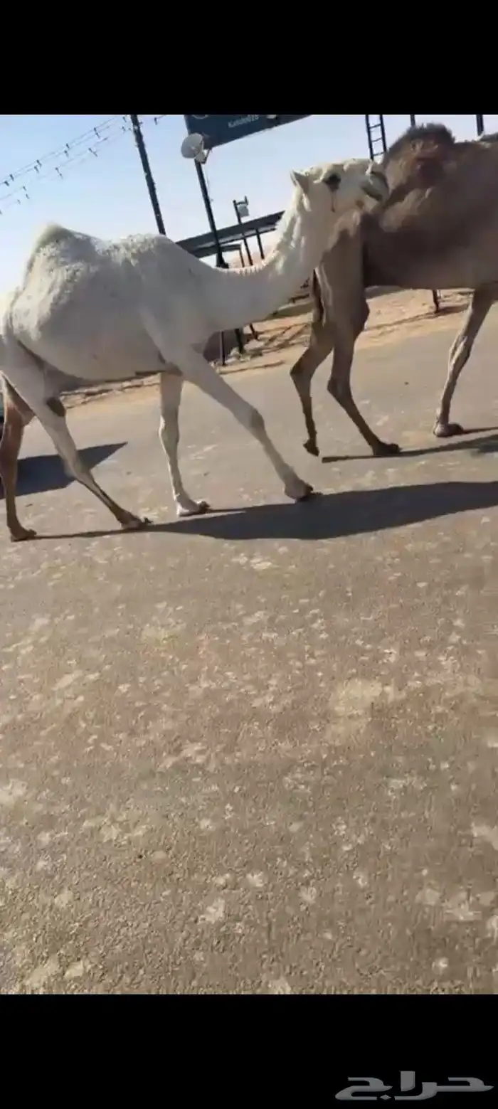 يكره لقيه على بعير ابن دلمخ عليها 18 1