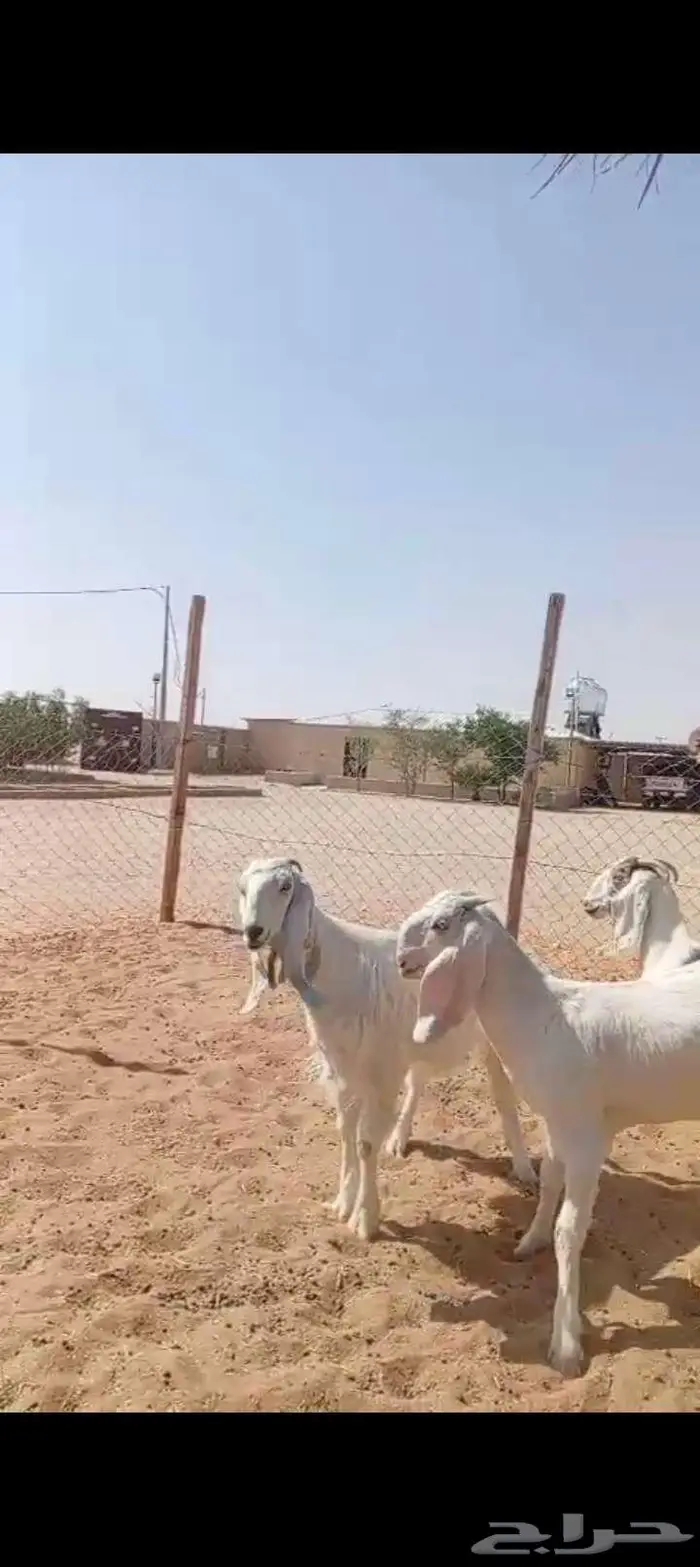 للبيع جفار خصم مشاريك العدد 3روس 0