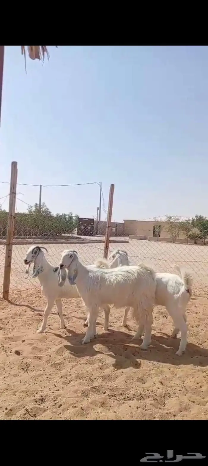 للبيع جفار خصم مشاريك العدد 3روس 1