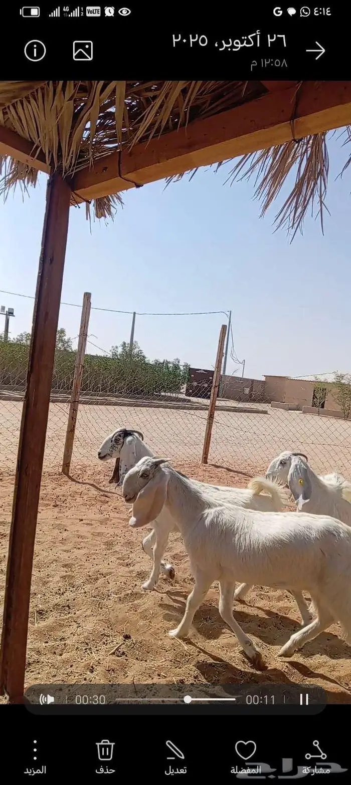 للبيع جفار خصم مشاريك العدد 3روس 2