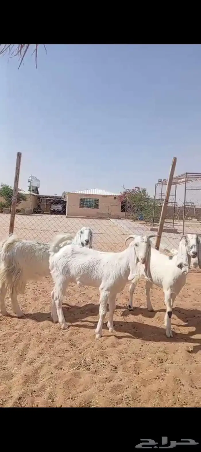 للبيع جفار خصم مشاريك العدد 3روس 3