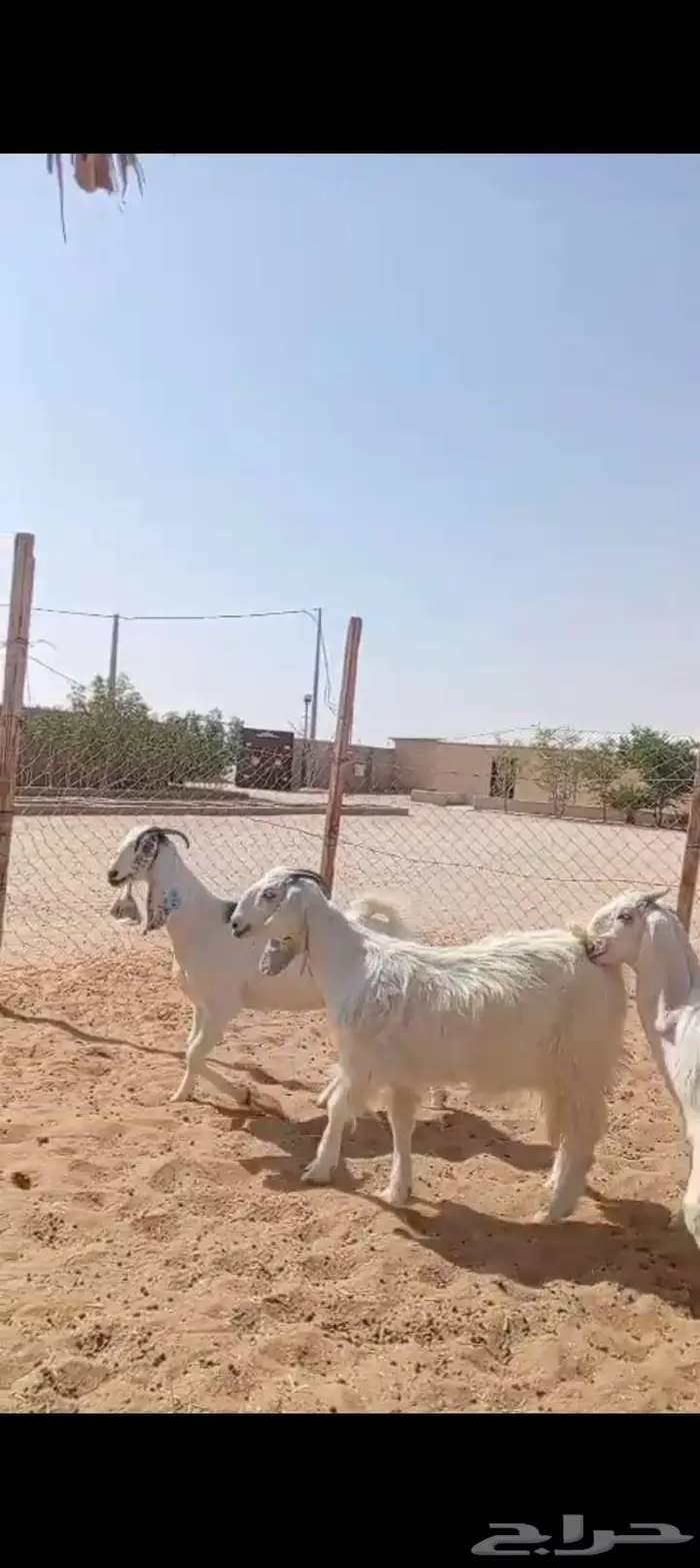 للبيع جفار خصم مشاريك العدد 3روس 4