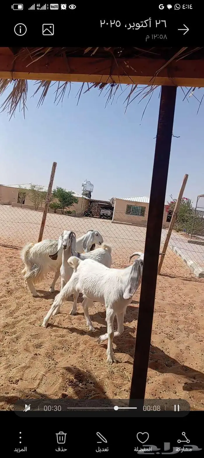 للبيع جفار خصم مشاريك العدد 3روس 5