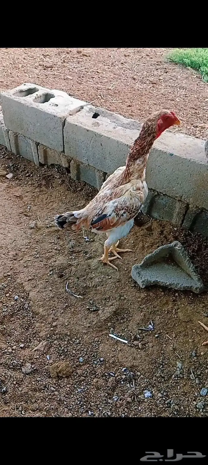 سلام عليكم ورحمه الله العرض لكم جوز 4