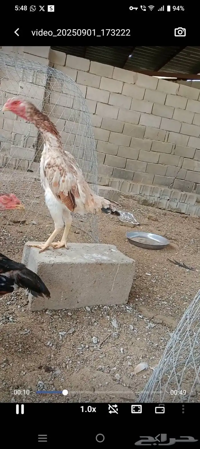 سلام عليكم ورحمه الله العرض لكم جوز 3