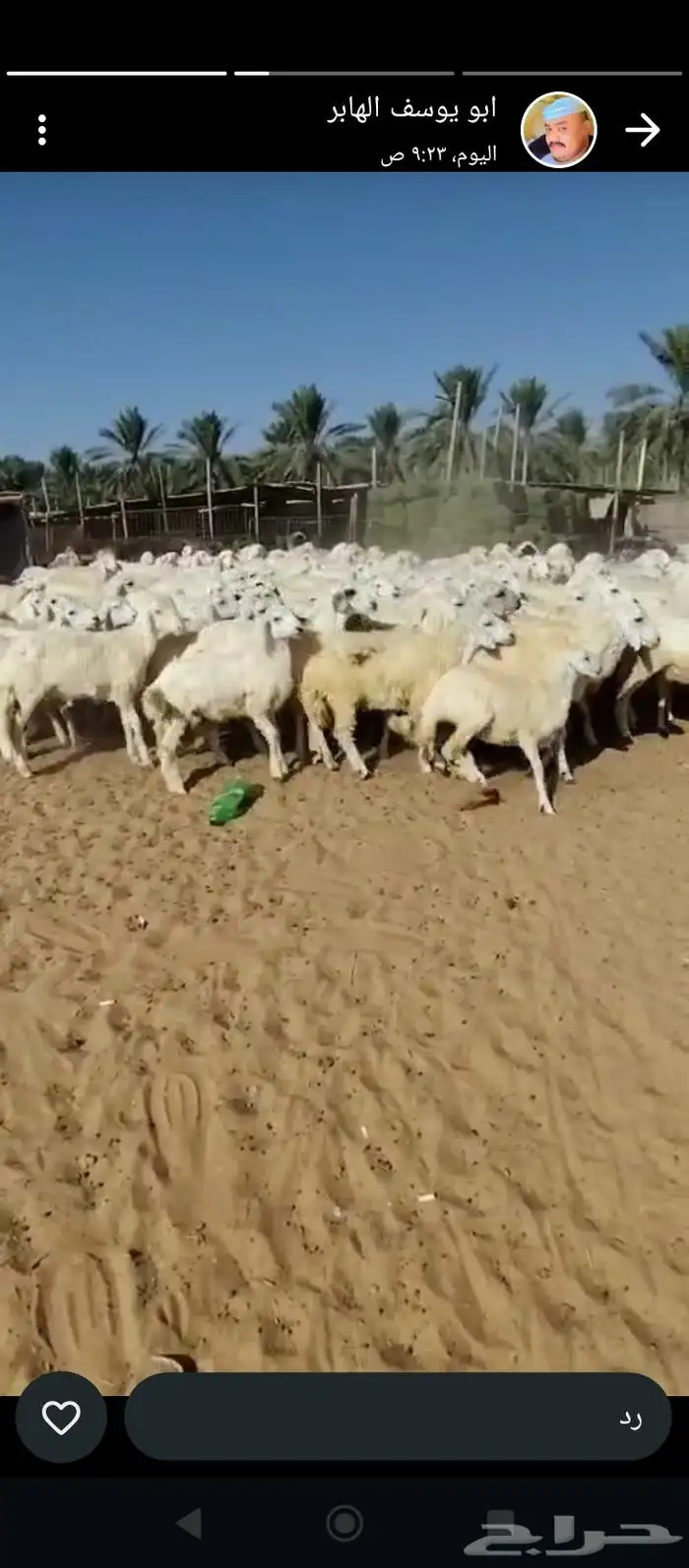 بهم تربية رمضان أو تأسيس مراح 0