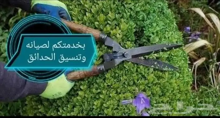 زراعه جميع انواع الاشجار النخل النجيل والقص والتزيين التقليم 13