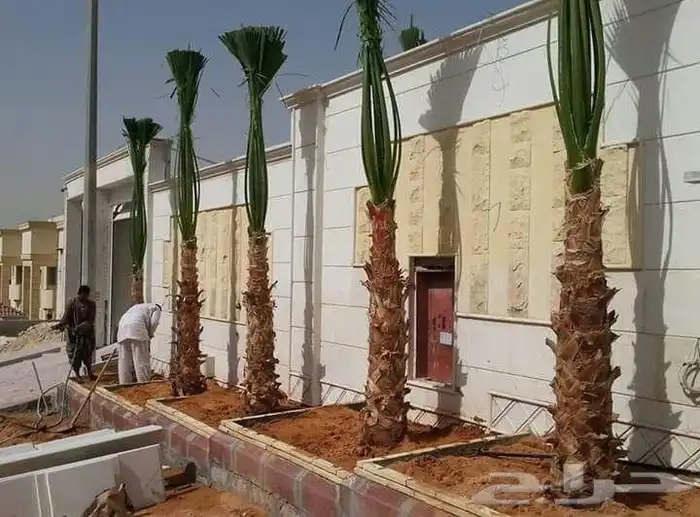 نخل القصيم نخلوطيب ومثمر على 1