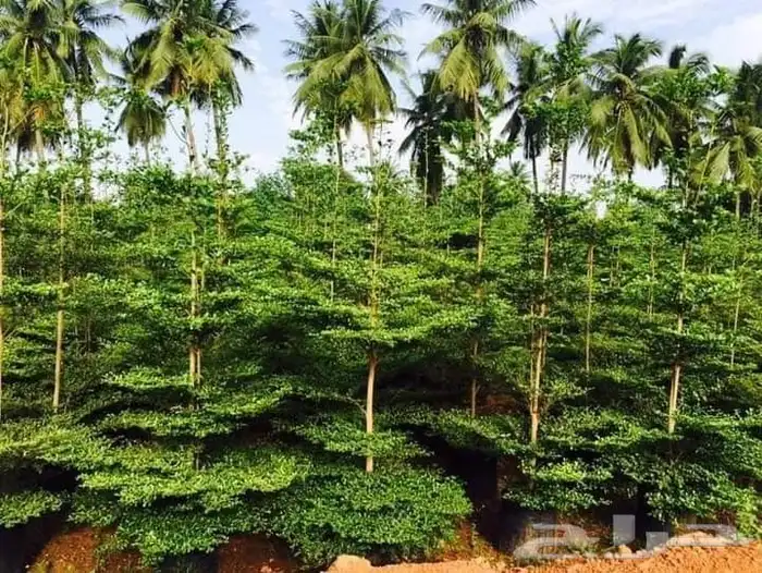 جميع انواع الزراعة 7