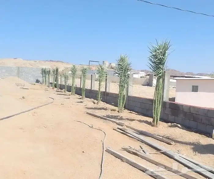 يتوفر جثيث خلاص طيب ومثمر 5