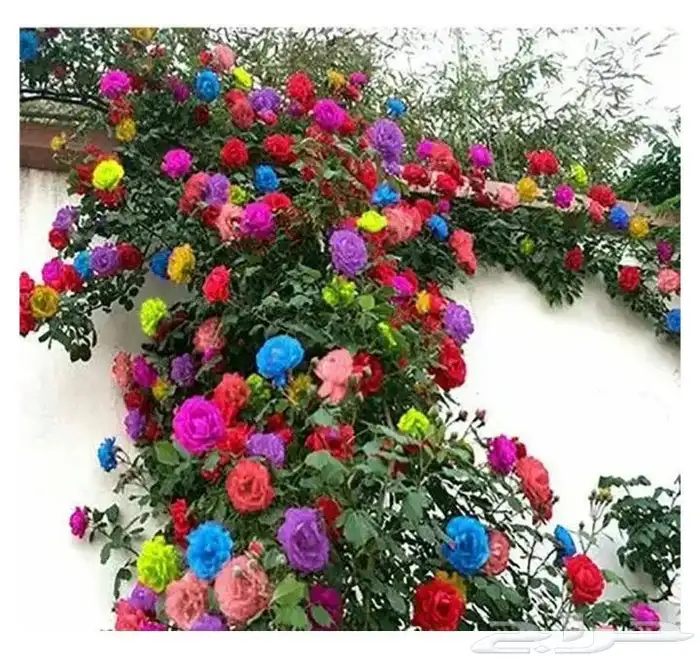 ورود أشجار نخل أشجار مثمره 2