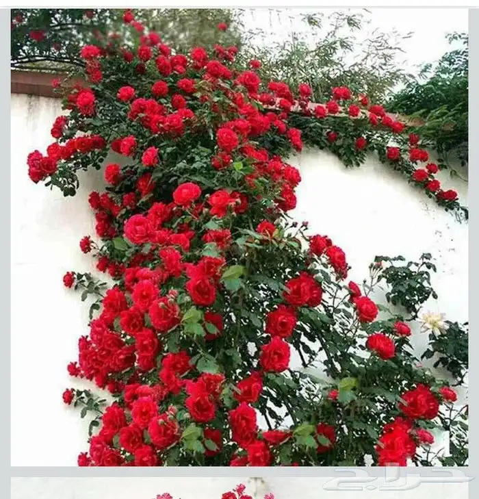 ورود أشجار نخل أشجار مثمره 1