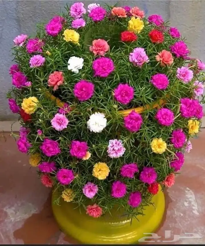 تنسيق الحدائق المنزلية 11