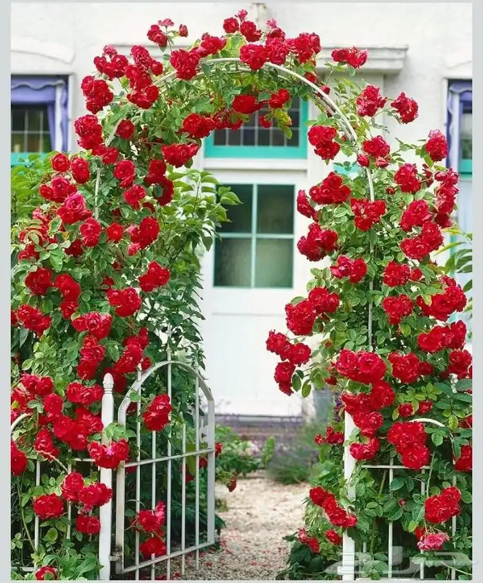 ورود أشجار نخل أشجار مثمره 3