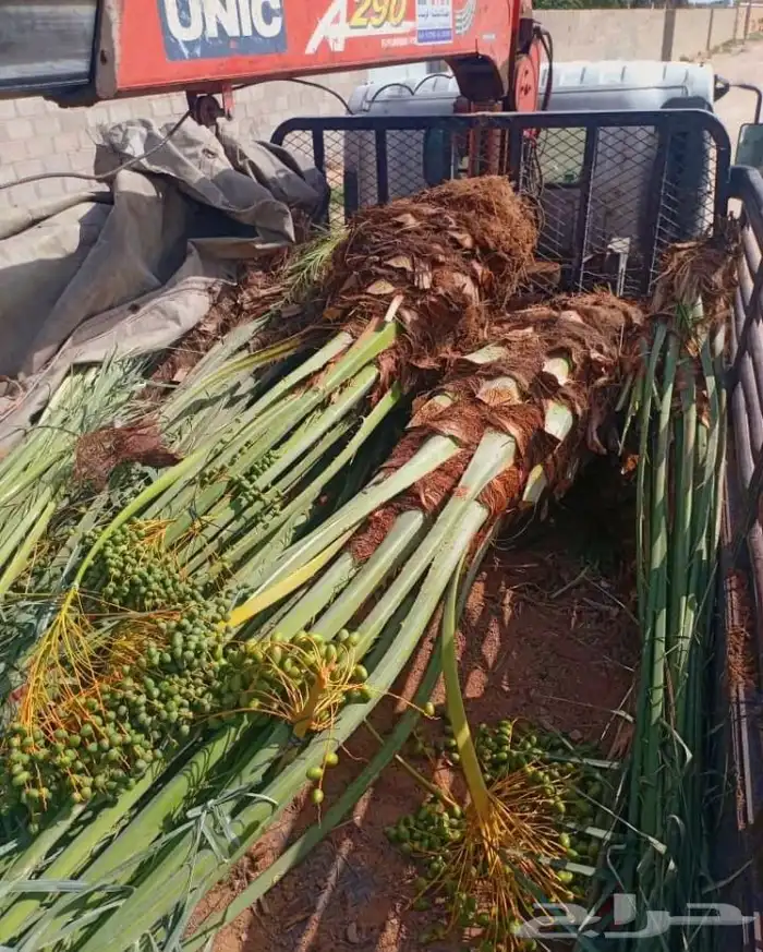 نخل مثمر نخيل نقايل جثايث اخلاص سكري برحي صقعي شيشي هلالي 2