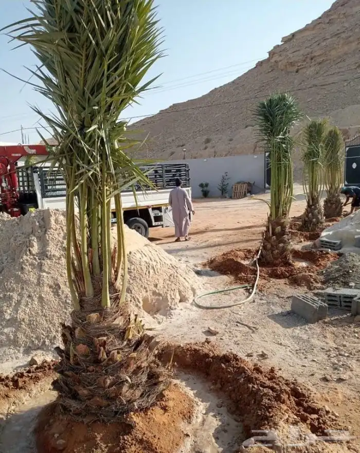 نخل مثمر نخيل نقايل جثايث اخلاص سكري برحي صقعي شيشي هلالي 3