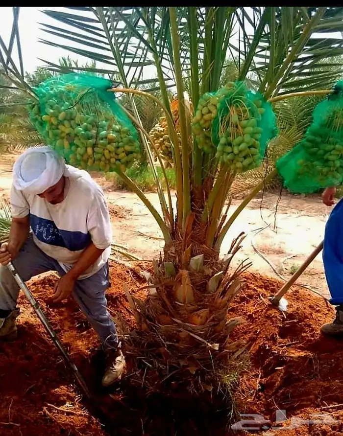 نخل مثمر نخيل نقايل جثايث اخلاص سكري برحي صقعي شيشي هلالي 0