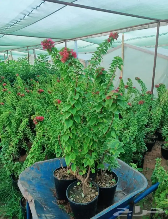 منسق حديق وتركيب جميع شبكات الري العادي والاتمتك 7