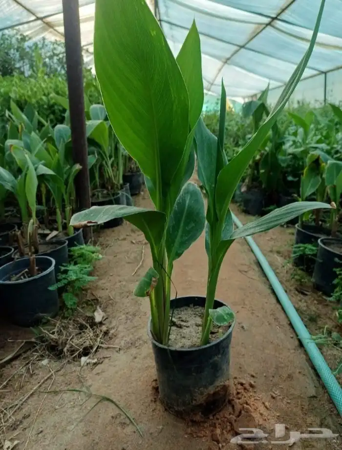 منسق حديق وتركيب جميع شبكات الري العادي والاتمتك 8