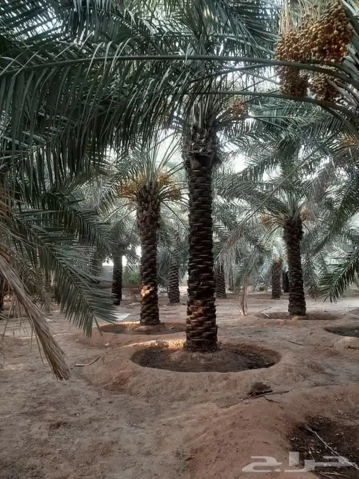 نخل عربي مثمر ونخل واشنطن أمريكي 2