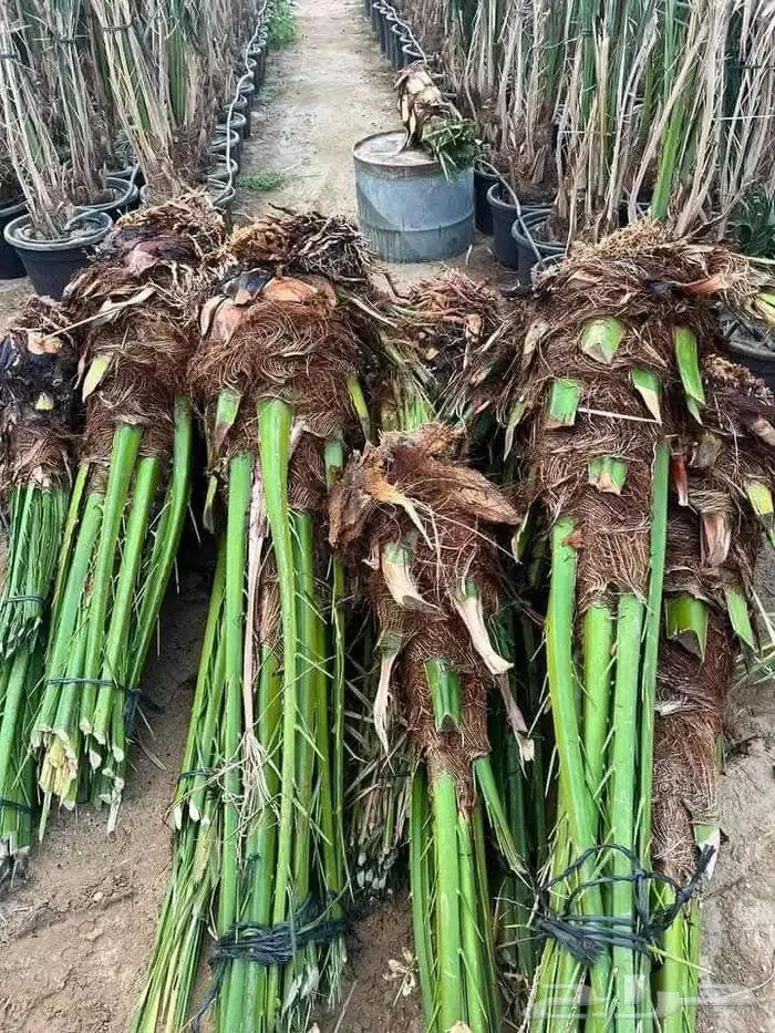 يوجد لدينا جميع انواع النخيل الى جميع أنحاء المملكة 5