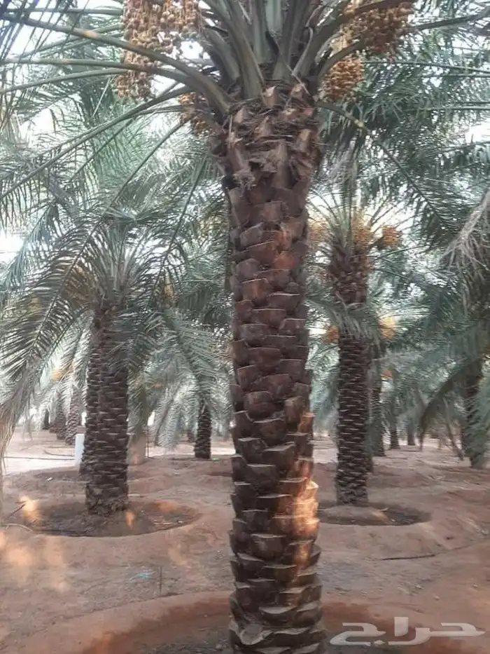 نخل عربي مثمر ونخل واشنطن أمريكي 0