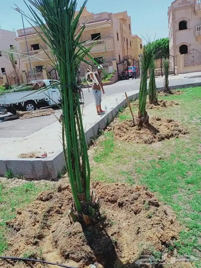 يوجد لدينا جميع انواع النخيل الى جميع أنحاء المملكة 2