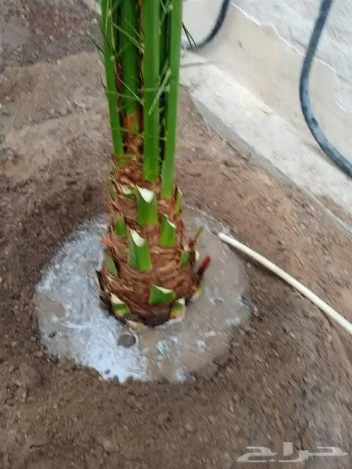 يوجد لدينا جميع انواع النخيل الى جميع أنحاء المملكة 1