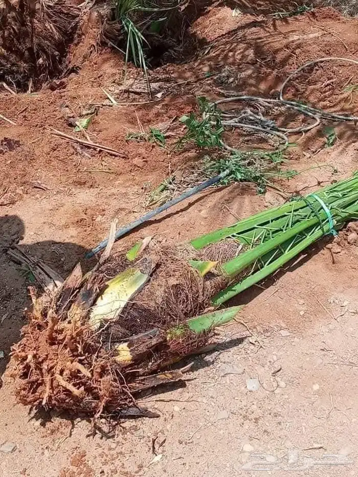 يوجد لدينا جميع انواع النخيل الى جميع أنحاء المملكة 4