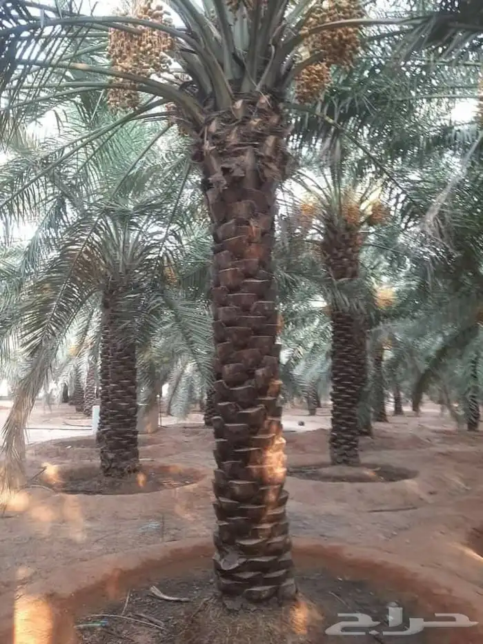 نخل عربي مثمر ونخل واشنطن أمريكي 4