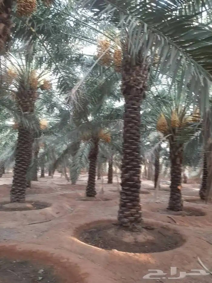 نخل عربي مثمر ونخل واشنطن أمريكي 5