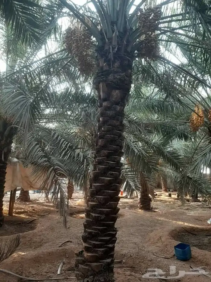 نخل عربي مثمر ونخل واشنطن أمريكي 3