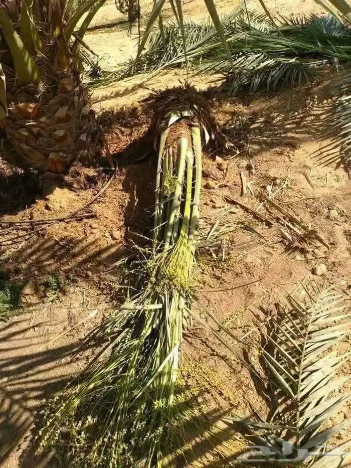 يوجد لدينا جميع انواع النخيل الى جميع أنحاء المملكة 6