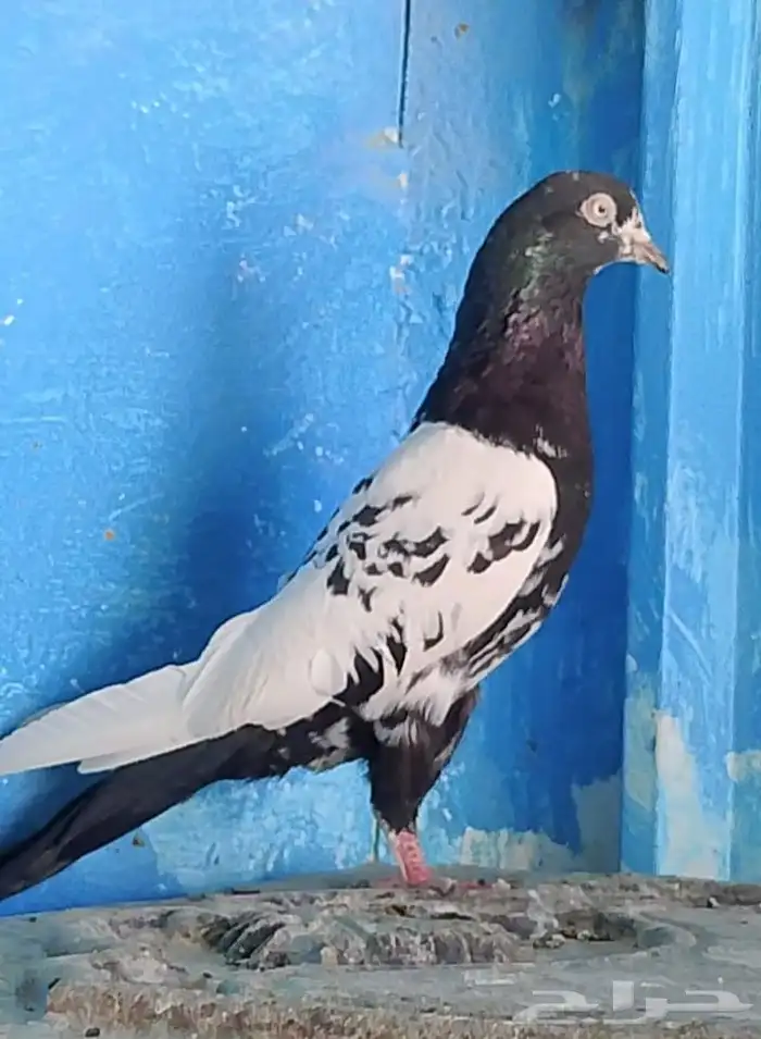 انثى باكستاني رام بوري 0