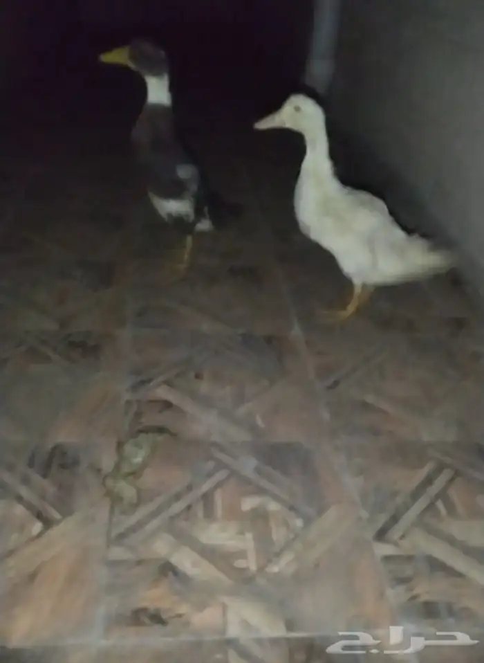 بط البيع الصحه شرط العمر شهر ونص 2