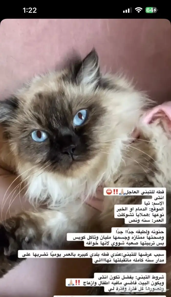 قطه للتبني 0