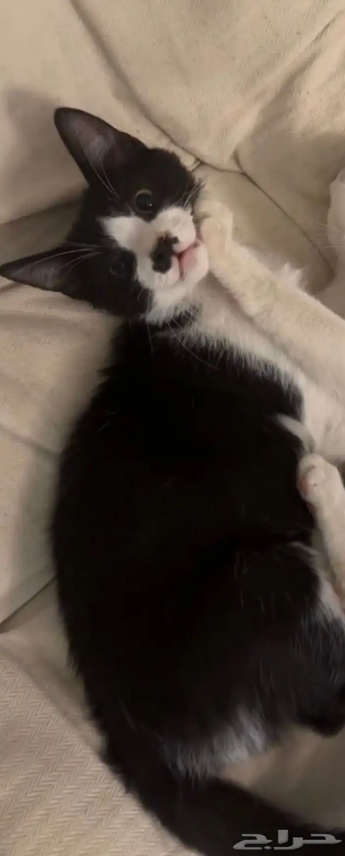 قطط تبني 2