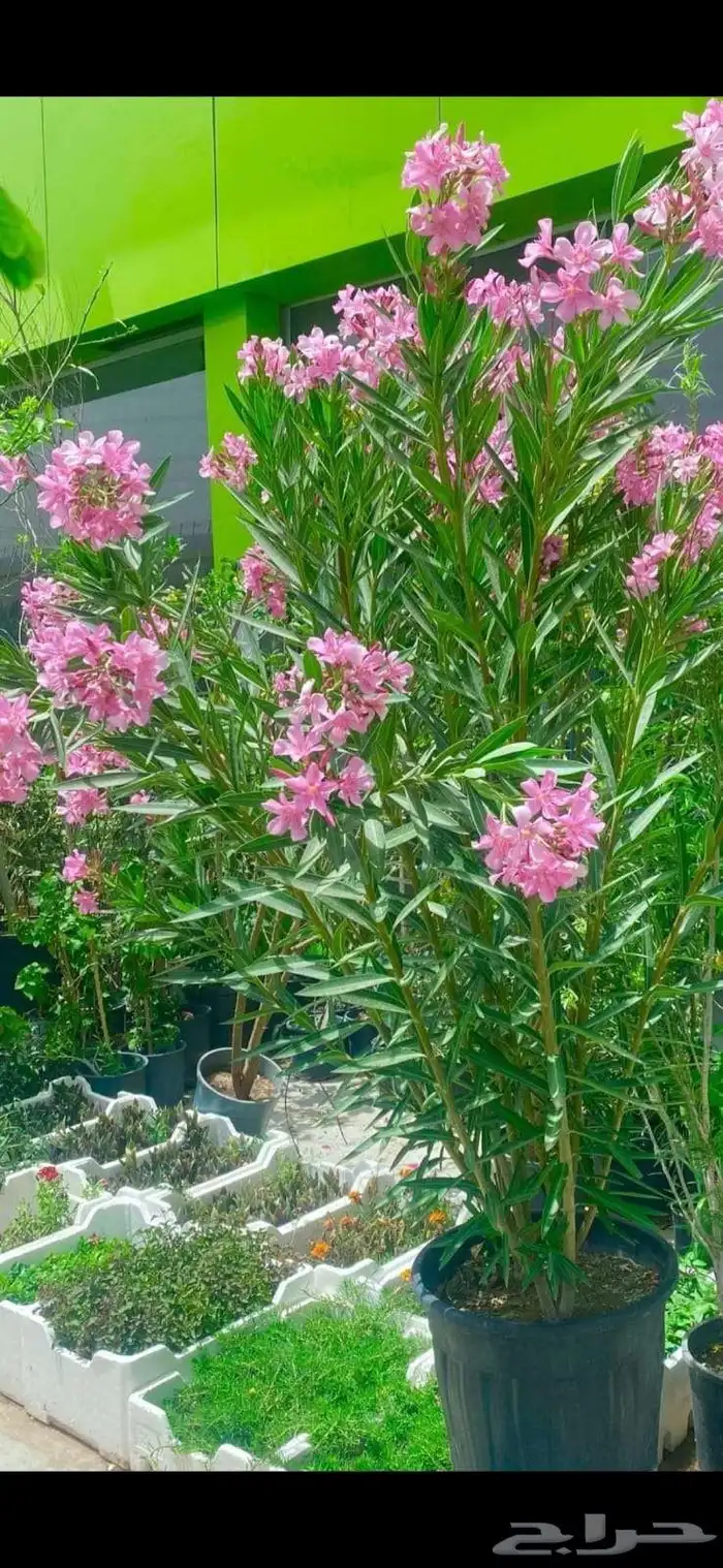 مشتل تنسيق حدائق 9