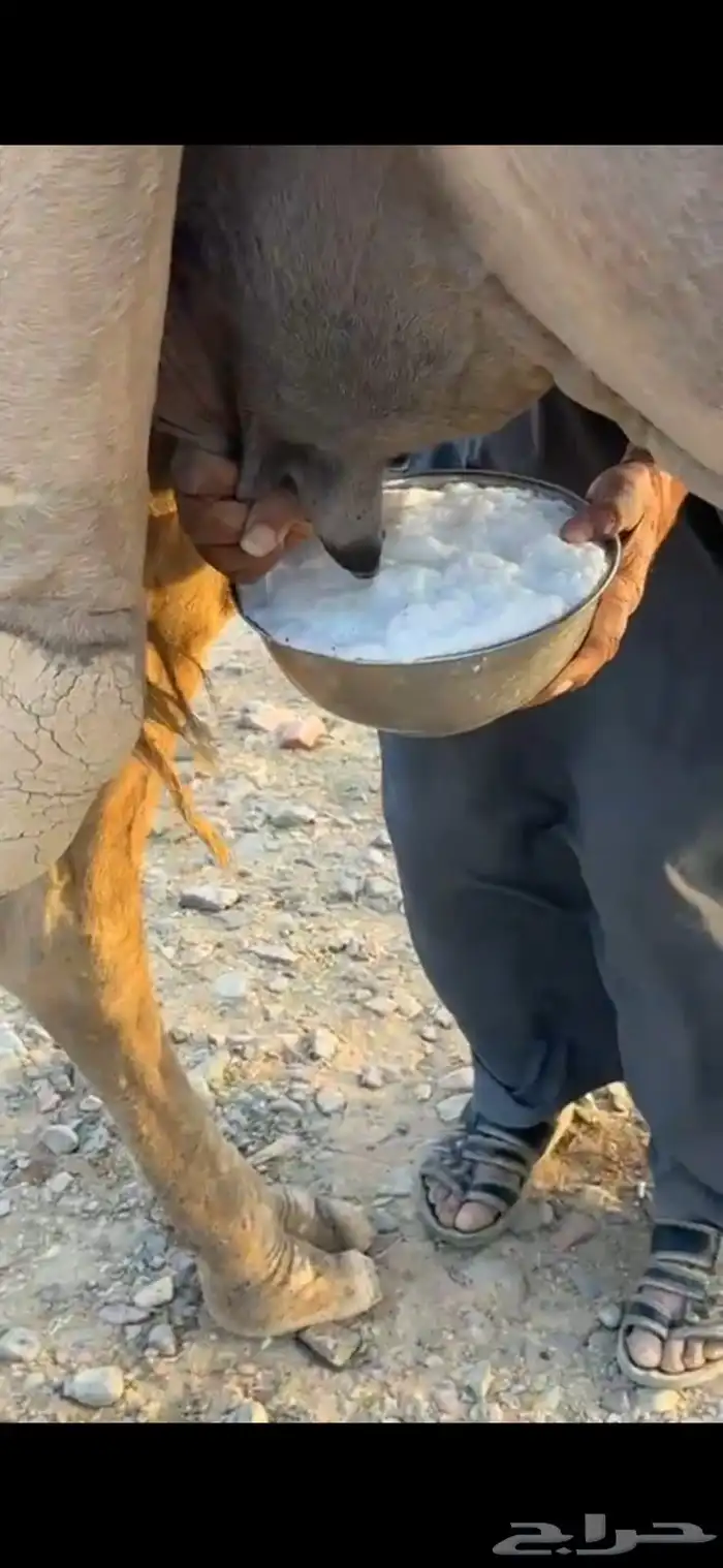 خلفه هديه حليب وافر سكر 2