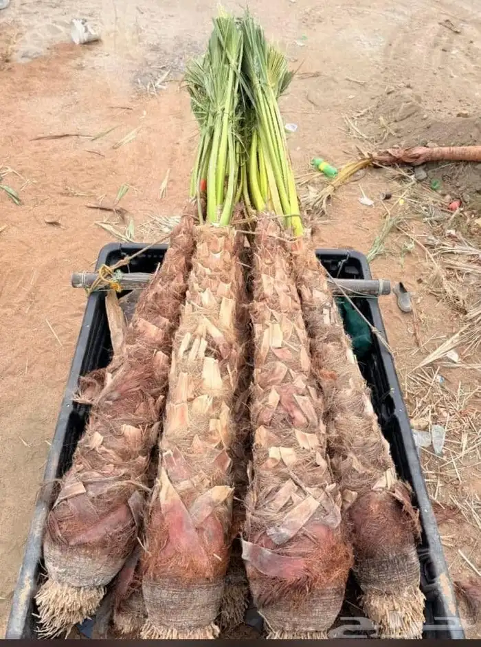 الدمام الشرقيه 0