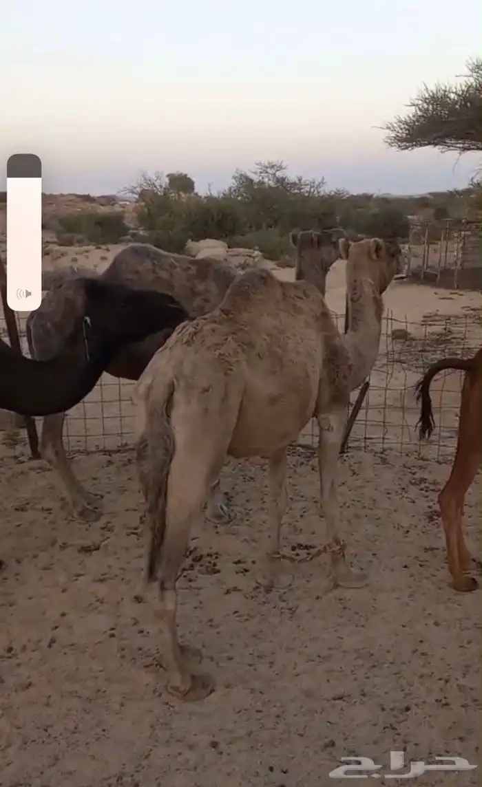 للبيع او للبدل مع ضان 3