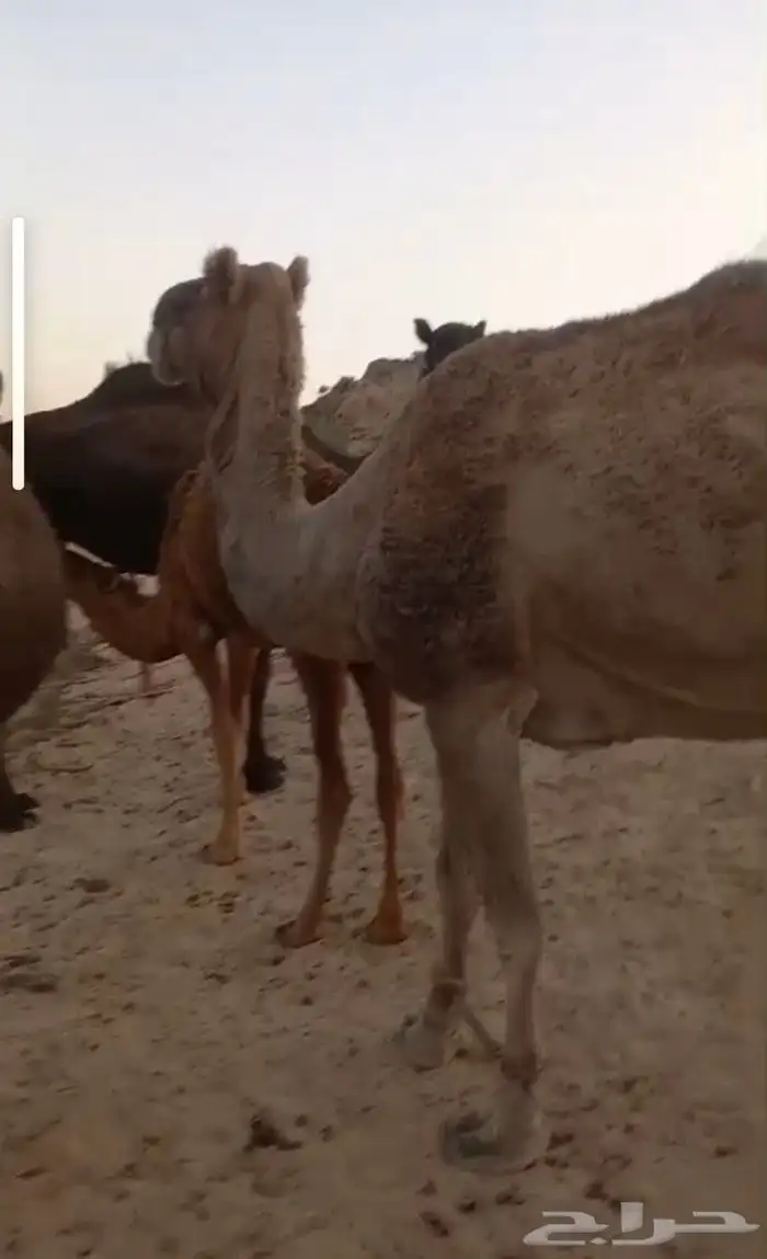 للبيع او للبدل مع ضان 1