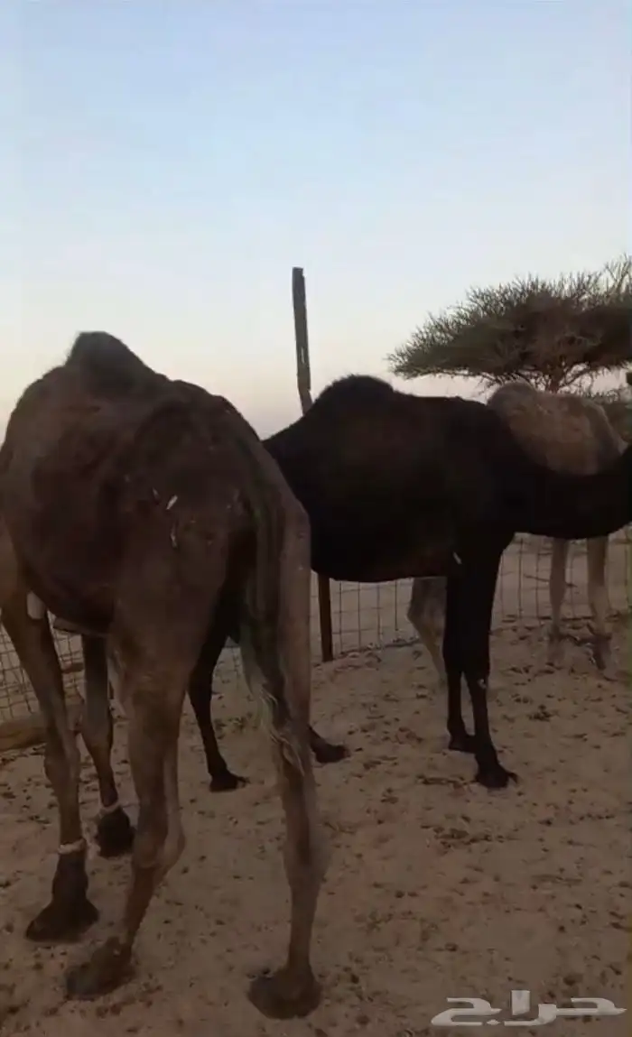 للبيع او للبدل مع ضان 2